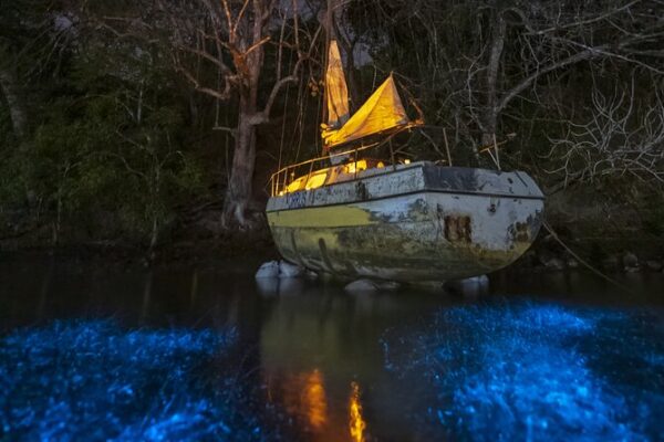 Bioluminescent Boat Tour